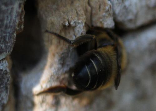 Megachile willughbiella